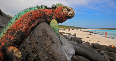 The Galapagos Island Defies Wonder As An Untouched Garden Of Eden