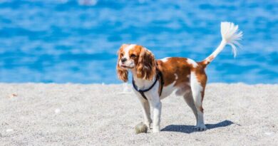 Best dog parks, dog bars, and dog beaches in the US