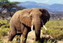 8 Places in Kenya for Bespoke Luxury Wildlife Experiences