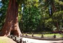 Where to Stay in Redwood National Park → 6 BEST Areas