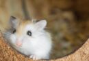 Plane grounded for four days after 132 hamsters escape on board a Lisbon flight