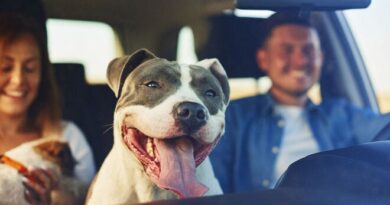 A fun Southwest road trip with dog-friendly stops and stays