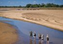 Africa’s Best Luxury Safari Destinations for Wildlife Lovers