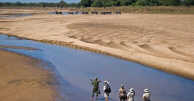 Africa’s Best Luxury Safari Destinations for Wildlife Lovers